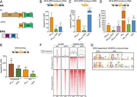 Modulation Of Androgen Receptor DNA Binding Activity Through Direct