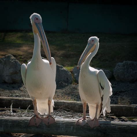 Banco de imagens pássaro pelicano Ave marinha animais selvagens