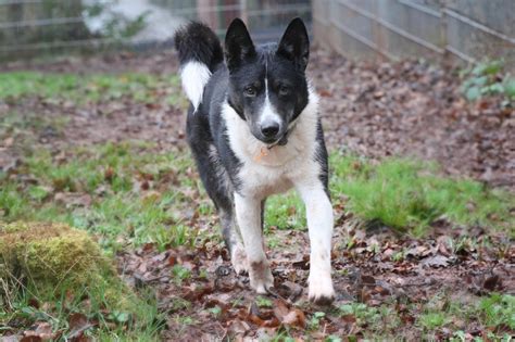 Aiko Zuhause Gefunden Tierheim Pirmasens