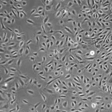 Endothelial Cell Culture Medium VascuLife VEGF