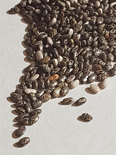 My Chia Seeds Look Like Patterned Pebbles Up Close Mildlyinteresting