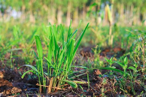 Mombasa Guinea Paspalum Maximum Cv Mombasa Grass For Animals Buffalo