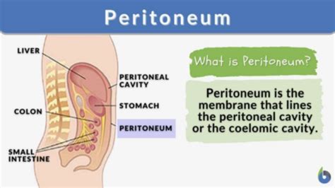 Lecture 21 Exploring The Urinary System And Urinalysis Flashcards