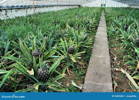 Pineapple Plantation Stock Photo Image Of Plants Glass 5685684