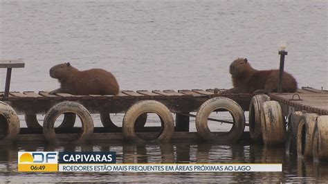 Vídeo Capivaras por toda parte Bom Dia DF G1