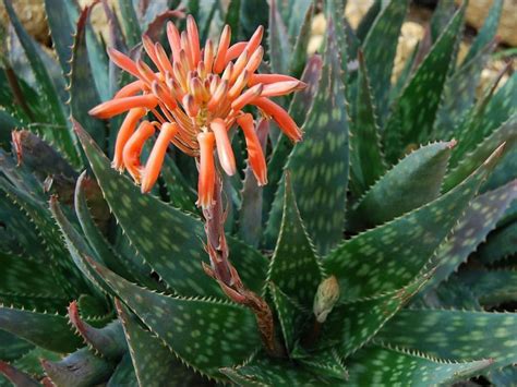 Aloe Maculata Is An Evergreen Succulent Perennial Up To 18 Inches Tall And Up To 24 Inches Wide