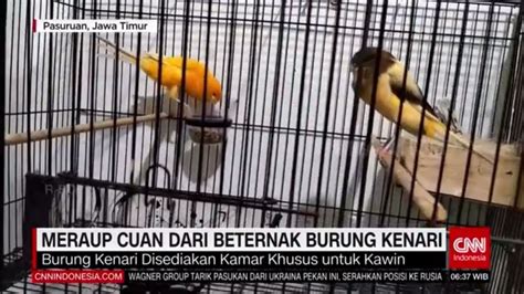 Meraup Cuan Dari Beternak Burung Kenari REDAKSI PAGI 22 05 23 YouTube