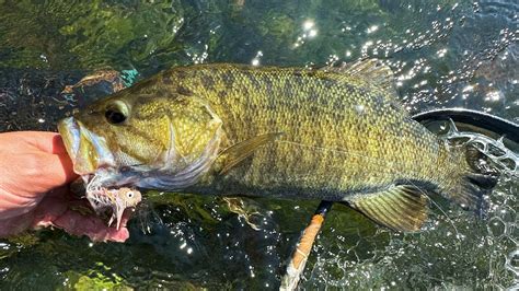 Fall Fly Fishing For Big Smallmouth Bass Youtube