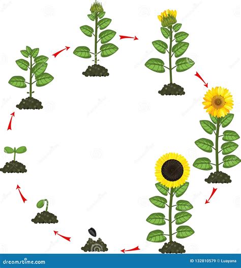 Sunflower Life Cycle Growth Stages From Seeding To Flowering And Fruit