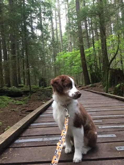 Dachshund Australian Shepherd Mix The Cute Protector