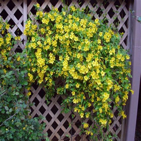 Carolina Jessamine Vines For Sale Garden Goods Direct