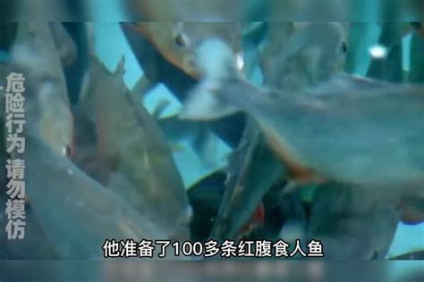 为了验证食人鱼到底吃不吃人，老头竟然跳进一百多条野生食人鱼泳池老头泳池