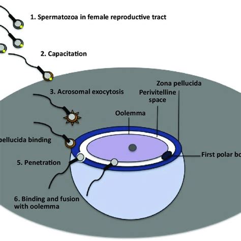 Fertilization In Mammals 1 The Spermatozoa Spend A Considerable Time