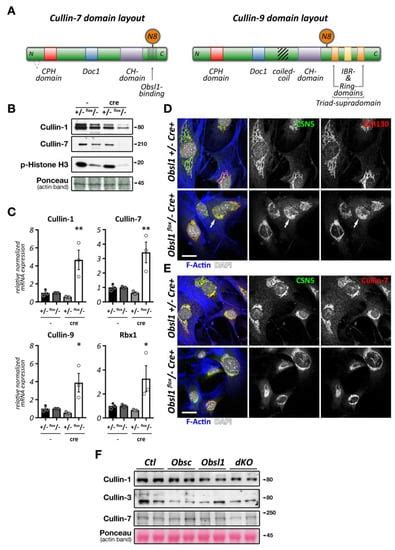 Ijms Free Full Text The Role Of Cullin Ring Ligases In Striated