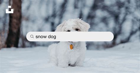 Snow Dog Pictures Download Free Images On Unsplash