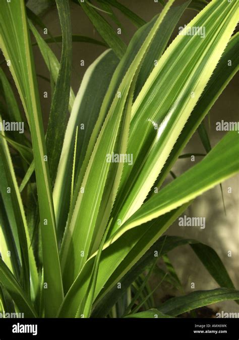 Pahong Pandanus Veitchii Leaves Stock Photo Alamy