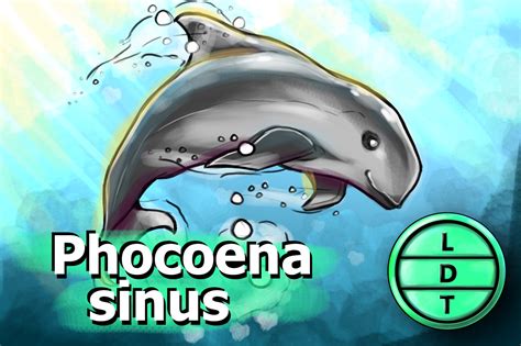 Vaquita Facts For Kids | Kids Matttroy