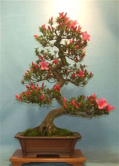 Explore The Beauty Of Bonsai Trees At Amazing Bonsai Trees Blog Bonsai Tree Buy In India