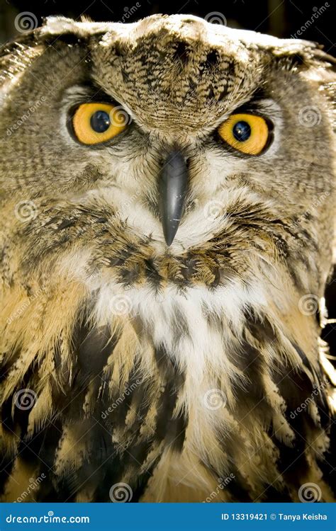 Portrait Of Wise Owl Stock Image Image Of Hunter Reflective 13319421