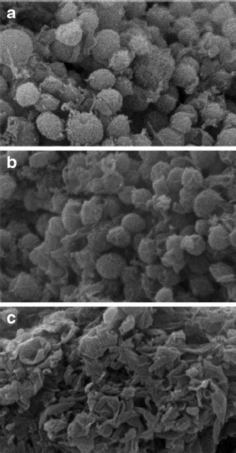 Scanning Electron Micro Graphs Of Chlorella Vulgaris Bar