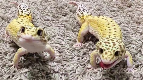 Cute Smiling Leopard Gecko And His Derp Friend Https Ift Tt 2P48vZq