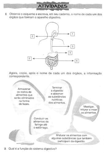 Atividades Sobre Os Sistemas Do Corpo Humano Atividades Pedag Gicas