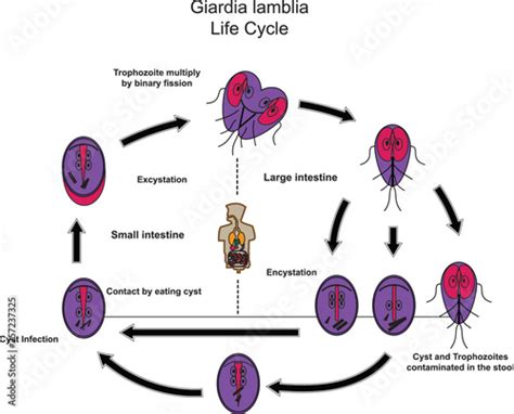 Giardiasis Life Cycle