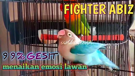 Pancingan Lovebird Fighter Suaranya Lebih Gesit Menaikan Emosi