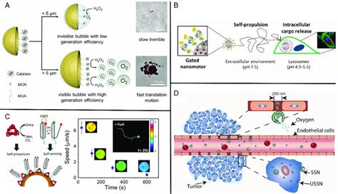 Representative Examples Of Enzymepowered Micro Nanomotors A