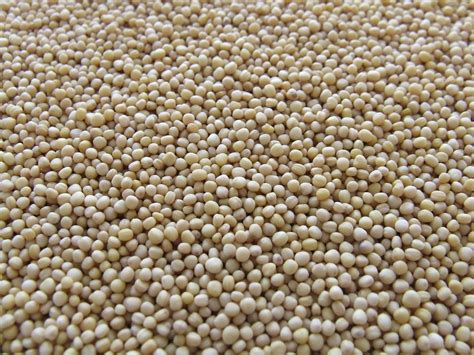 300000 Free Mustard Plant And Mustard Images Pixabay