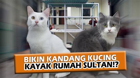 Bikin Kandang Kucing Kayak Bikin Rumah Sultan Youtube