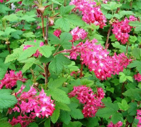 Flowering Currant Hedge Ribes King Edward Vii Hopes Grove