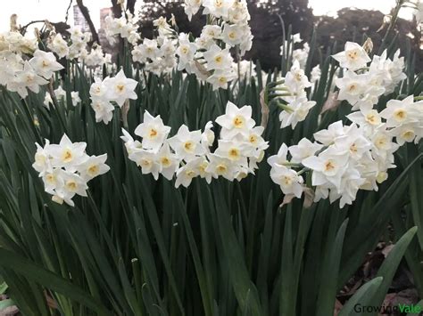 Narcissus Flower Meaning Symbolism And Uses You Should Know Growingvale