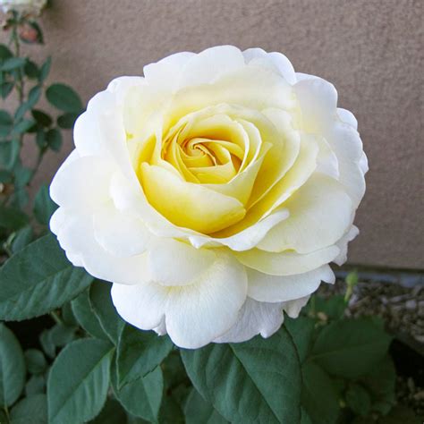 Chantilly Cream Hybrid Tea Rose Buy Roses Spring Hill In