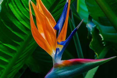 Plantas De Exterior Los Arbustos Con Flor Son La Mejor Opción Para Dar Color A La Terraza O El