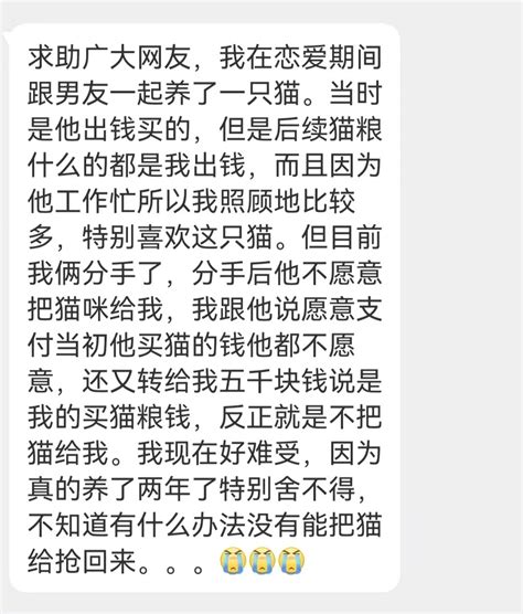 恋爱期间一起养了只猫，分手后男朋友带走了它，该怎么抢回来？ 猫 新浪新闻