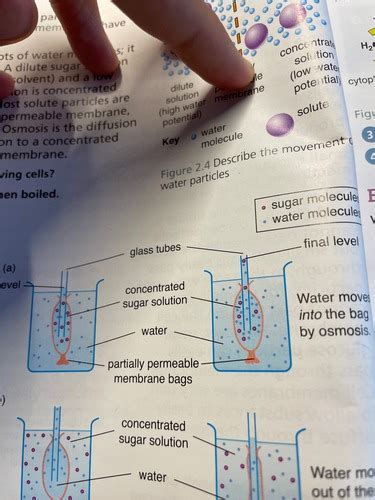 Osmosis Flashcards Quizlet