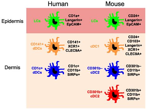 Ijms Free Full Text The Origin Of Skin Dendritic Cell Network And