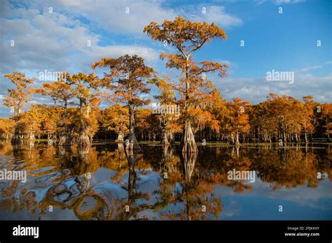 Bald cypress in fall color Stock Photo - Alamy