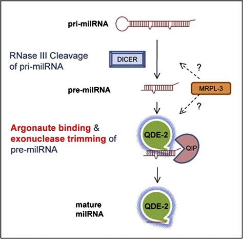 Diverse Pathways Generate Microrna Like Rnas And Dicer Independent