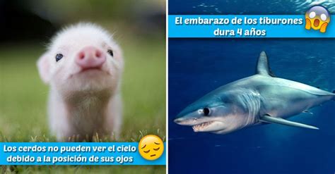 13 Datos CURIOSOS sobre animales que te sorprenderán