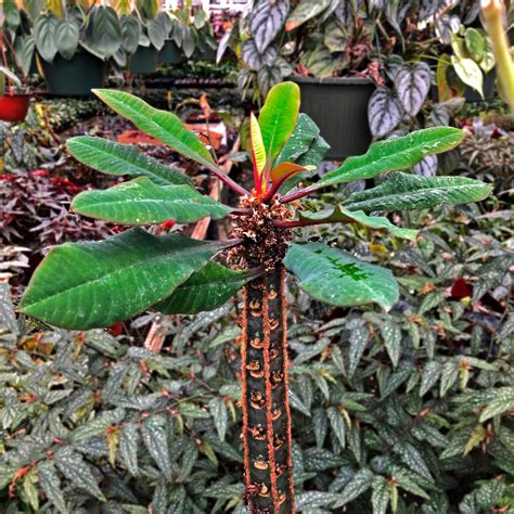 Euphorbia Leuconeura Steves Leaves