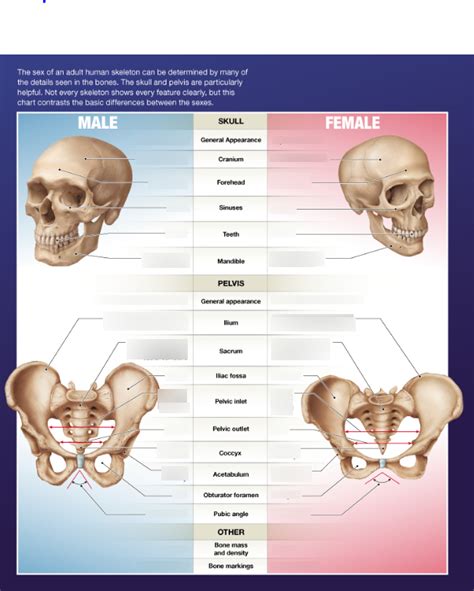 Differences Of Bones Due To Sex Diagram Quizlet