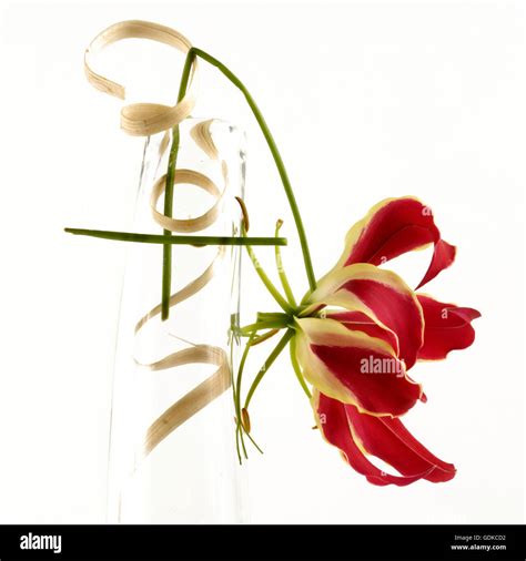 Orchids Cut Out Stock Images Pictures Alamy