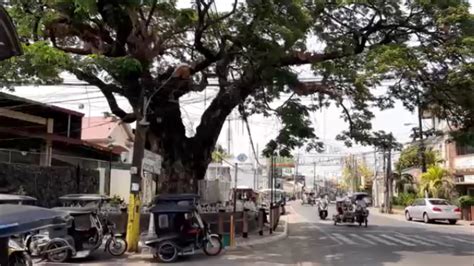 Bataan Markers Monuments Trees Remind Of Wwii Punto Central Luzon