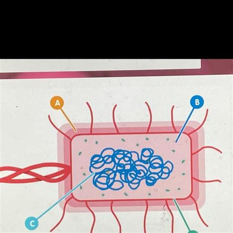 FREE Look At The Diagram Of A Bacterial Cell Below Structure A Is