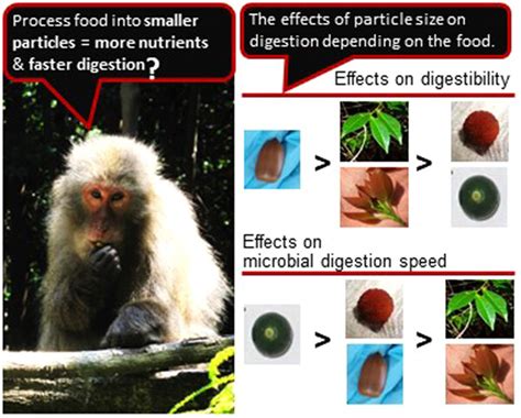 American Journal Of Primatology Primates Journal Wiley Online Library