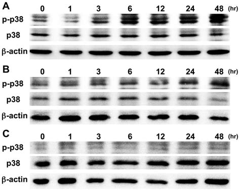 The Involvement Of P38 In Apoptosis Of OSCC Cells Induced By CMA CMA