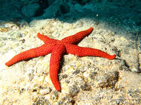 Estrella De Mar Espinosa Echinaster Sepositus Enelmar Es