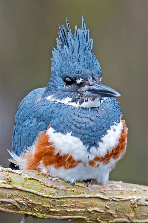 Belted Kingfisher Female © Brian E Kushner Nikon D800 Nik Flickr